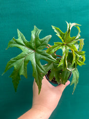 Begonia crassicaulis (species) NEW