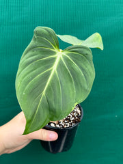 Philodendron ‘Gloriosum’