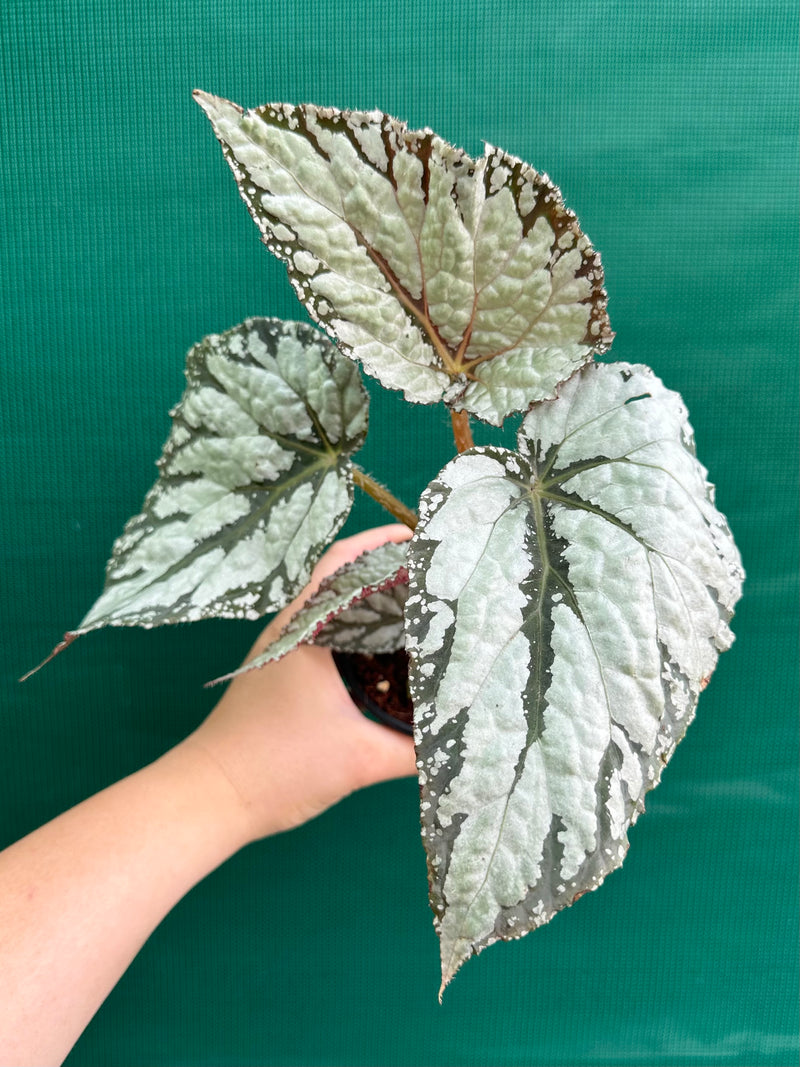 Begonia ‘She’s Jake’ NEW