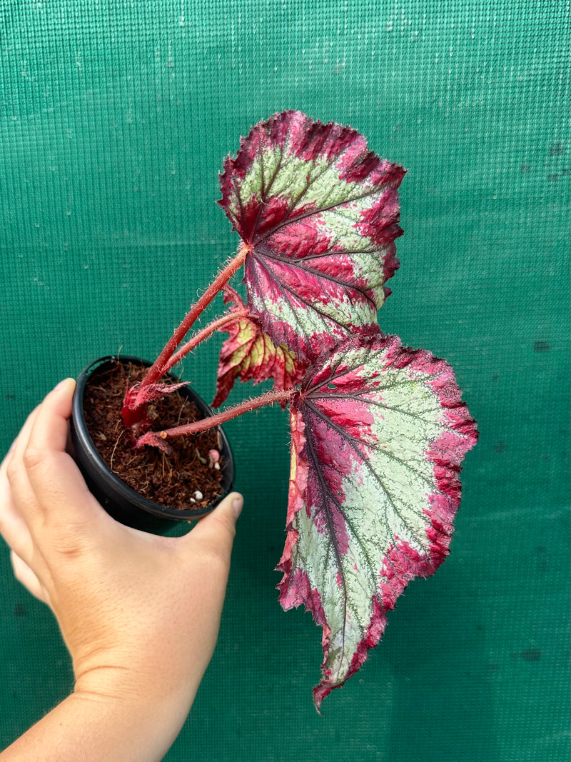 Begonia ‘Ring of Fire’