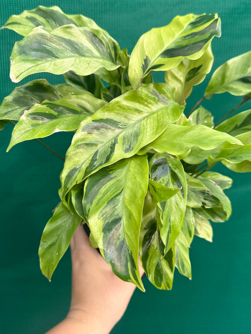 Calathea ‘Thai Beauty’