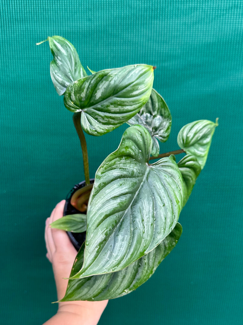 Philodendron Plowmanii ‘Narrow Form’