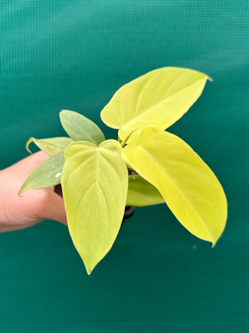 Philodendron Bipennifolium Aurea 'Golden Violin'