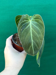 Philodendron Melanochrysum