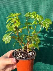 Begonia dregei NEW