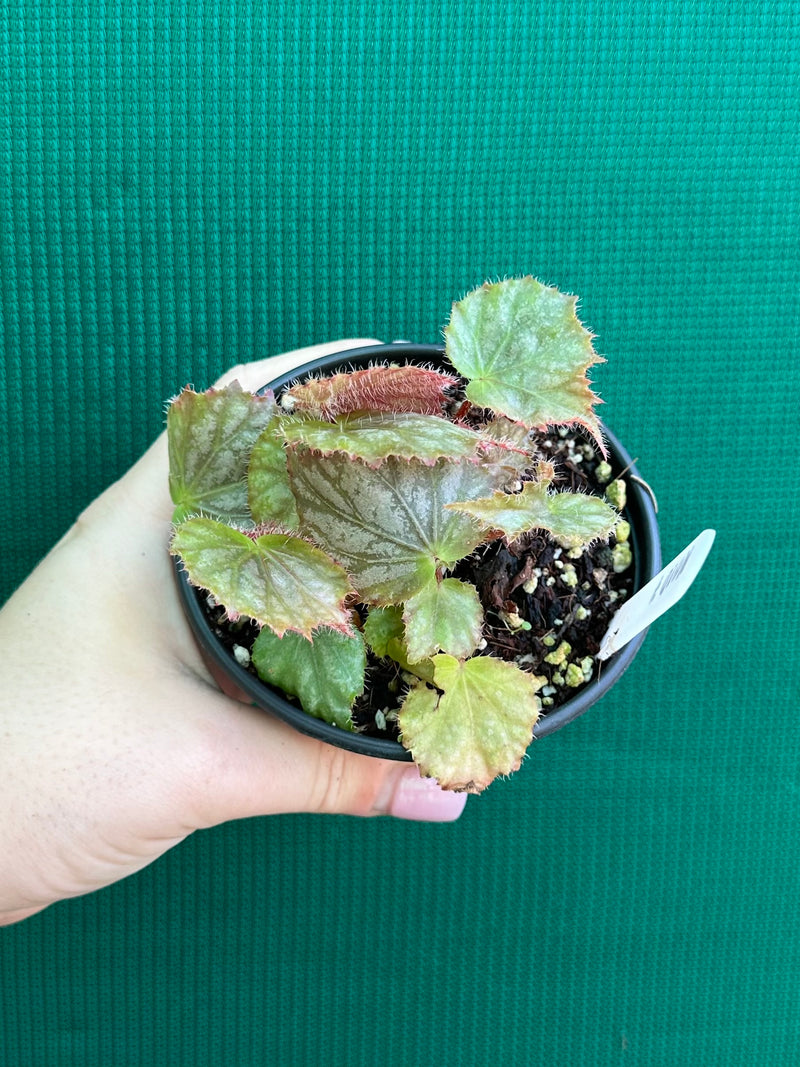 Begonia NOID 7