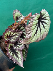 Begonia ‘Fireworks’