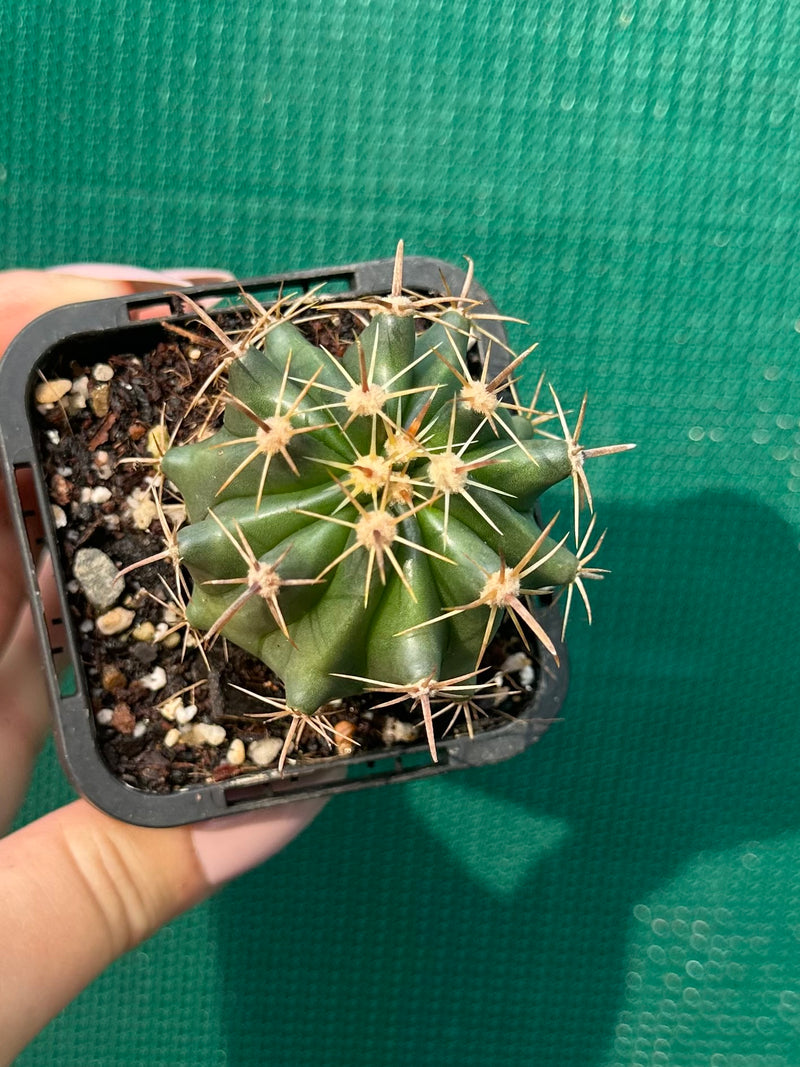 Ferocactus herrerae