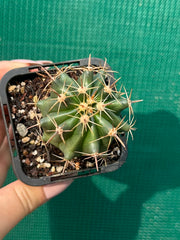 Ferocactus herrerae