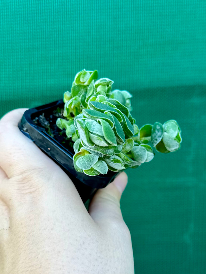 Crassula ‘Ivory Pagoda’