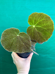 begonia aff. masoniana NEW