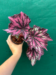 Begonia NOID 37 NEW