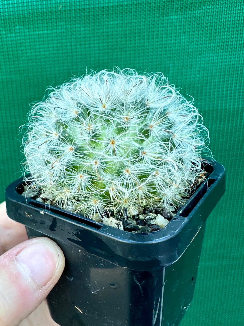 Mammillaria bocosana v splendens