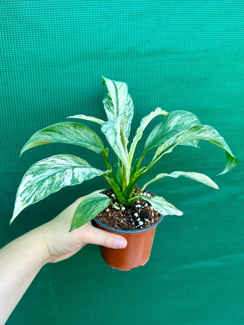 Spathiphyllum ‘Candle Light’