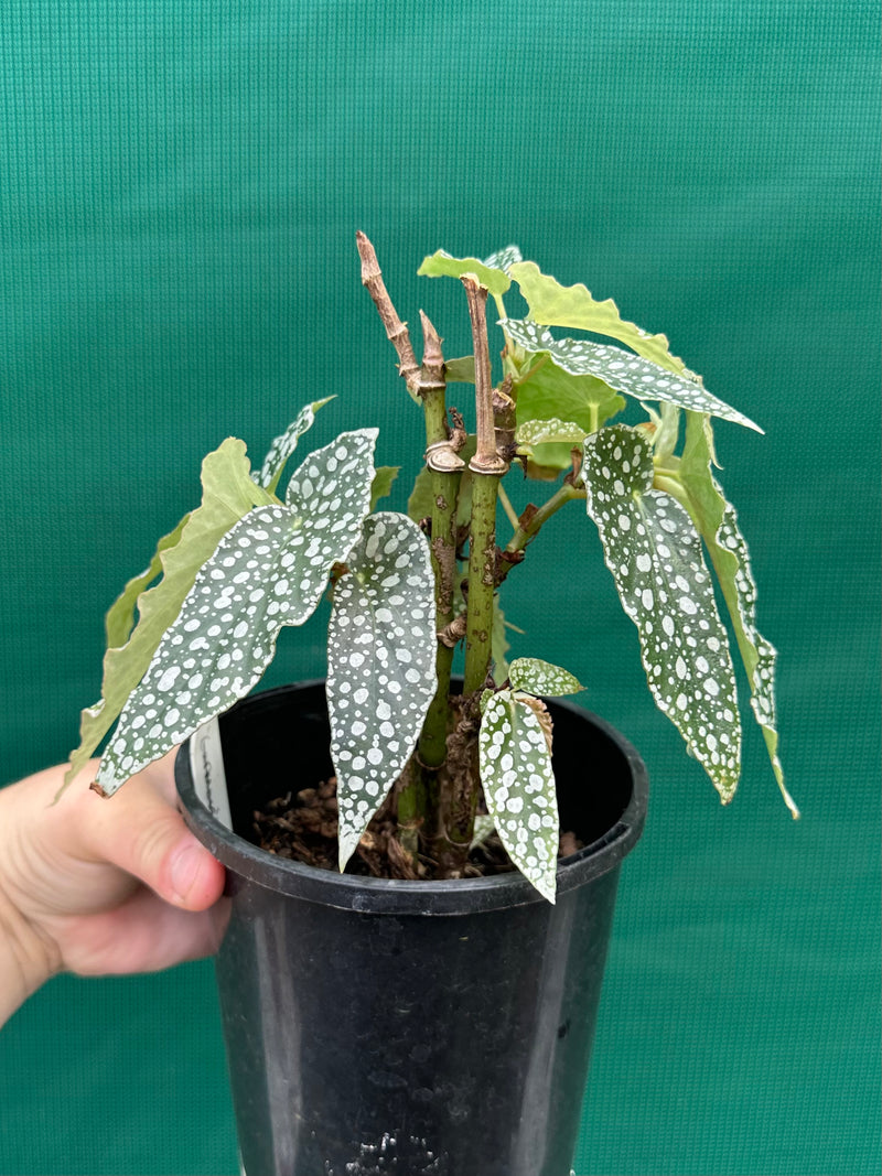 Begonia ‘White Ice’