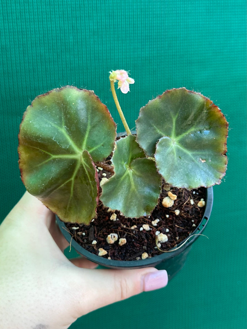 Begonia ‘Beefsteak’