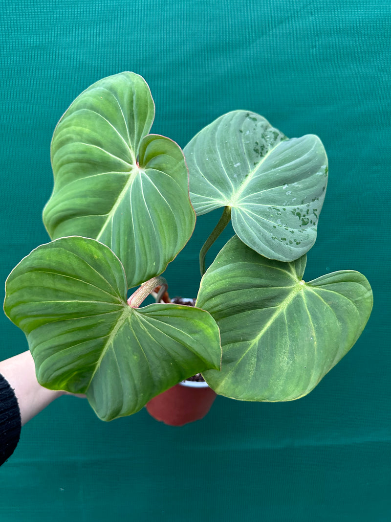 Philodendron ‘Gloriosum’