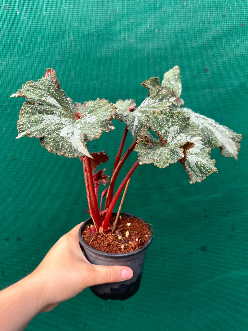 Begonia NOID 47 NEW