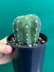 echinopsis denudata