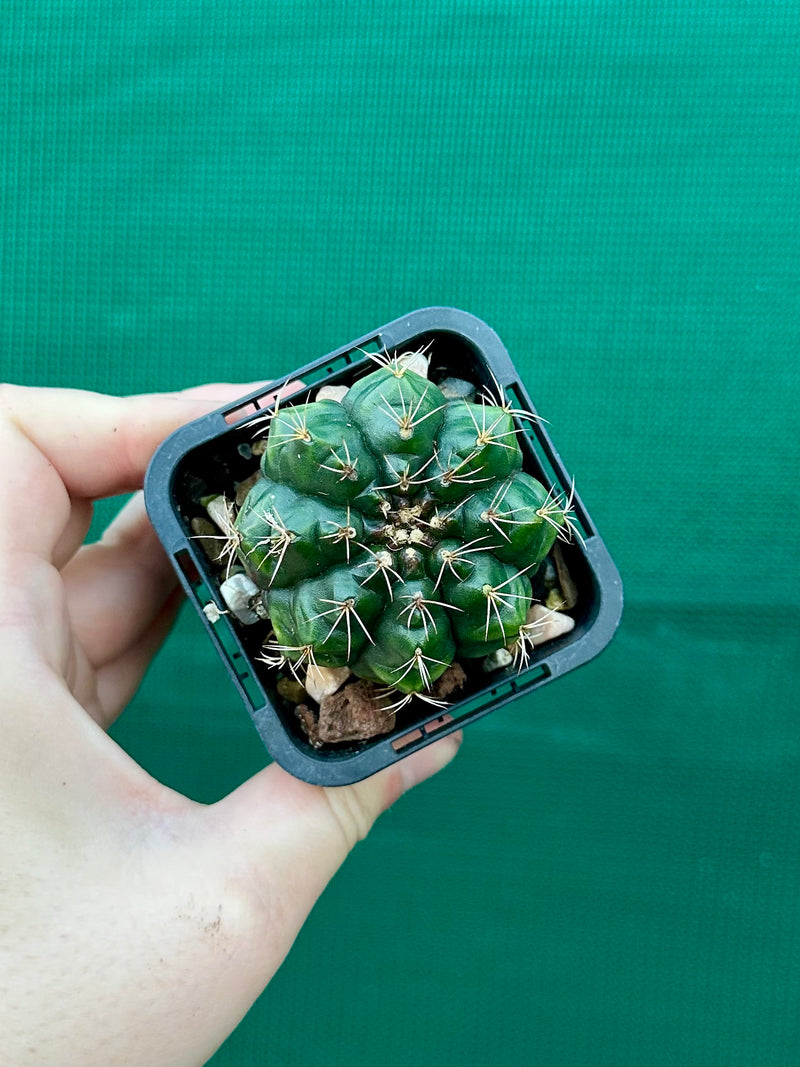 Gymnocalycium