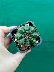 Gymnocalycium