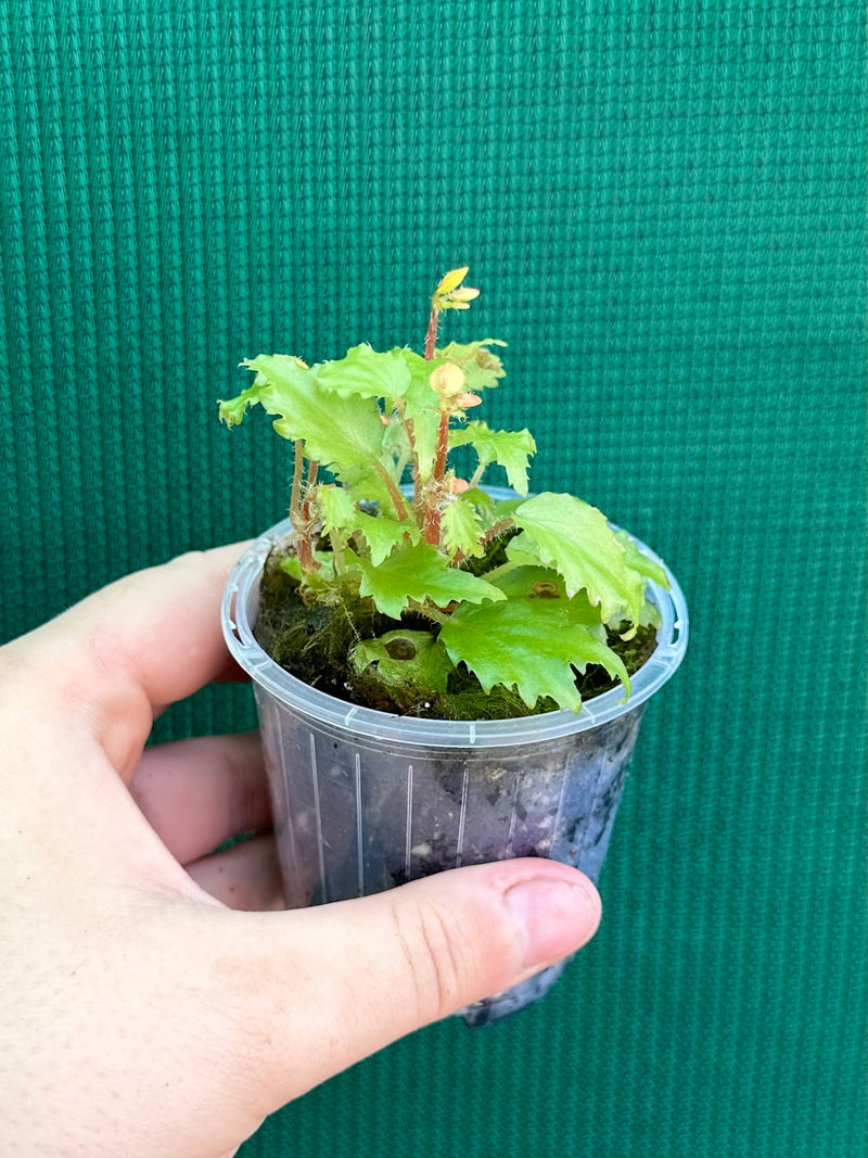 Begonia prismatorcarpa