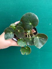 Begonia ‘Beefsteak’