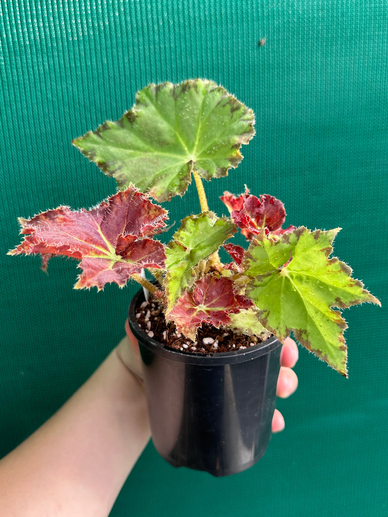 Begonia ‘Rusty Ross’