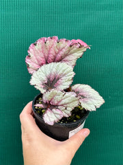 Begonia ‘Kotubuki’