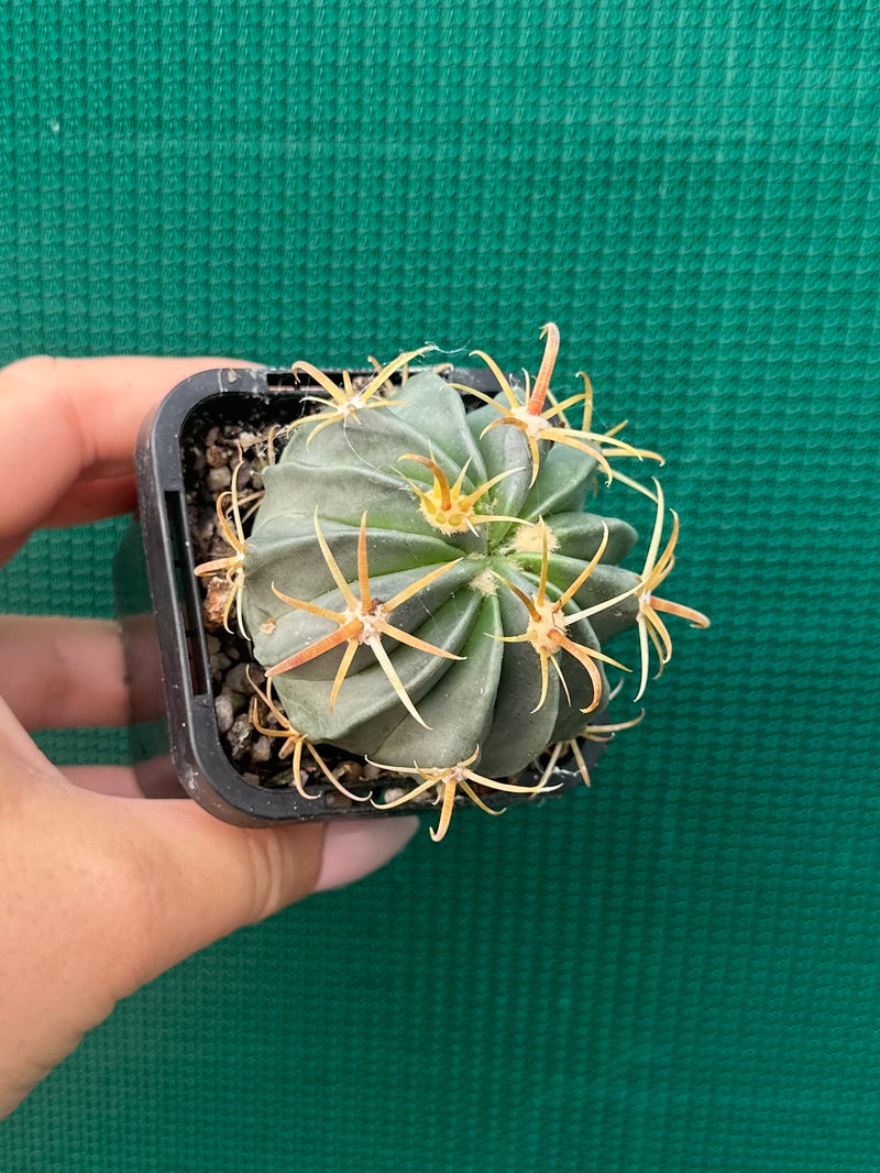 ferocactus latispinus