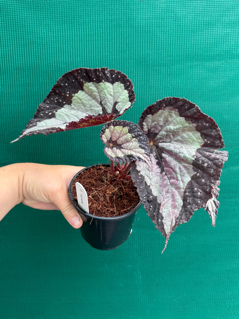 Begonia ‘Vienetta’ NEW