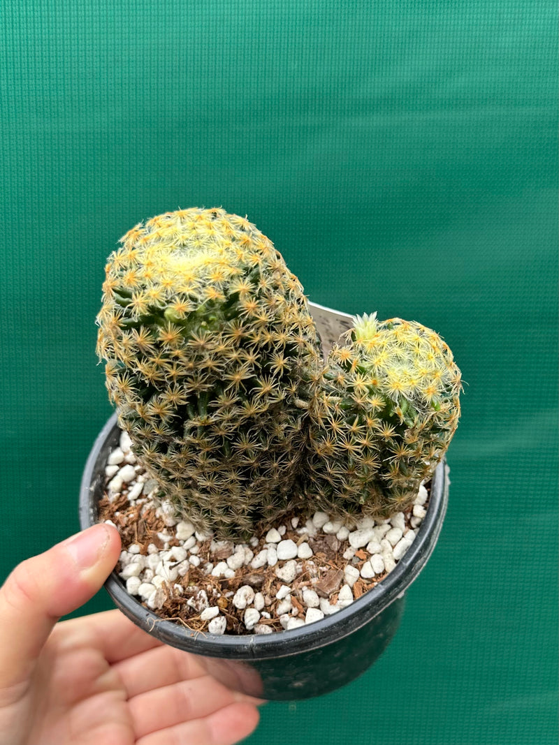 Mammillaria NEW