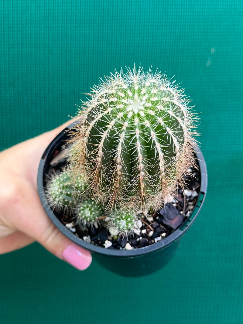 Notocactus magnificus