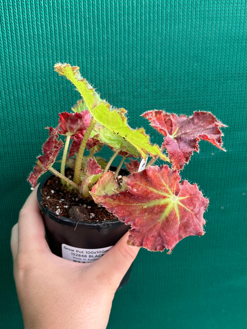 Begonia ‘Rusty Ross’