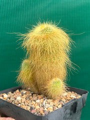 Parodia leninghausii NEW