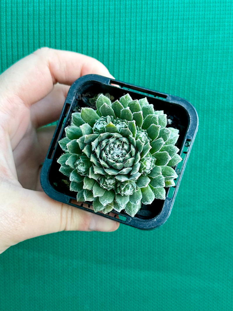 Sempervivum ‘Tiny Tots’