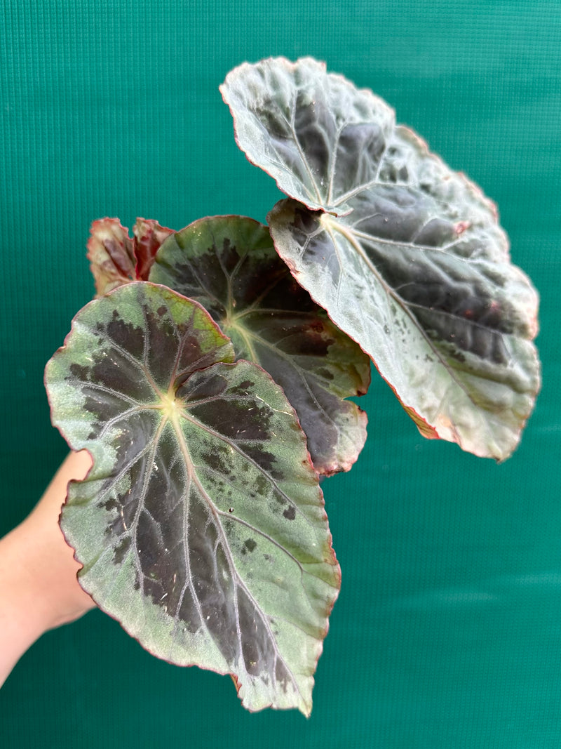 Begonia ‘Burkillii’