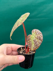 Begonia lavata NEW