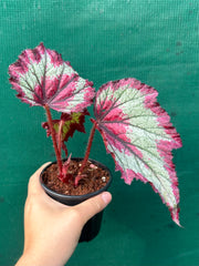 Begonia ‘Ring of Fire’