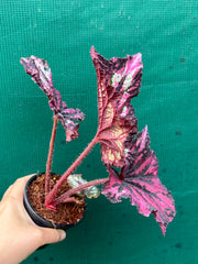 Begonia NOID 37 NEW