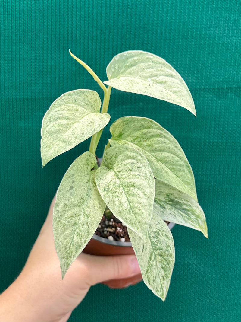 Monstera ‘Laniata Variegata Mint’