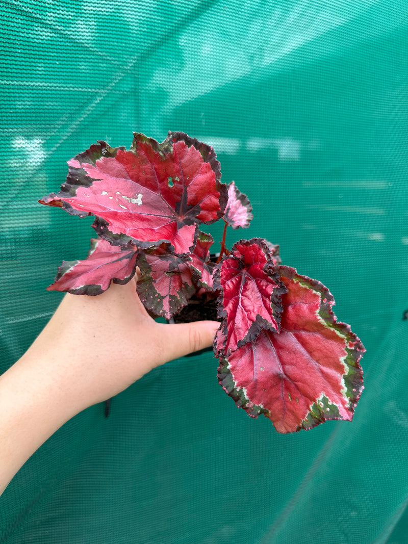 Begonia ‘Red Kiss’