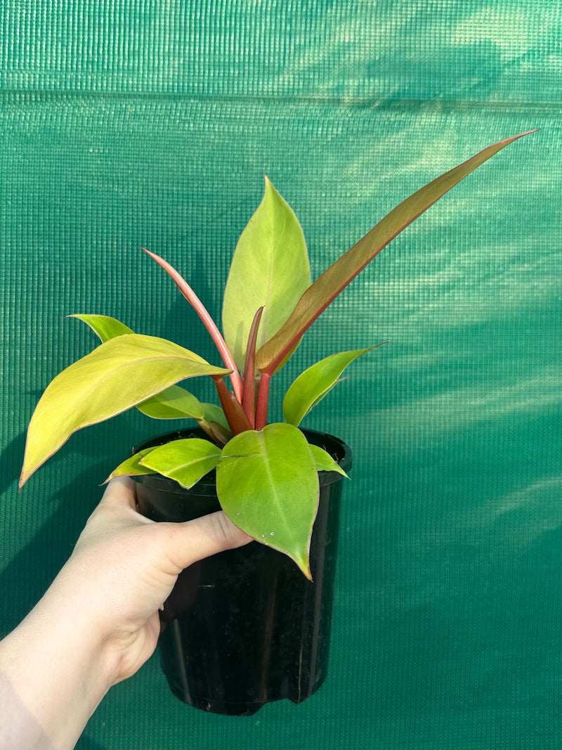 Philodendron ‘Prince of Orange’ NEW