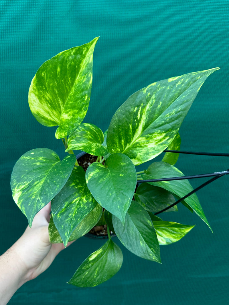 Pothos 'Golden'