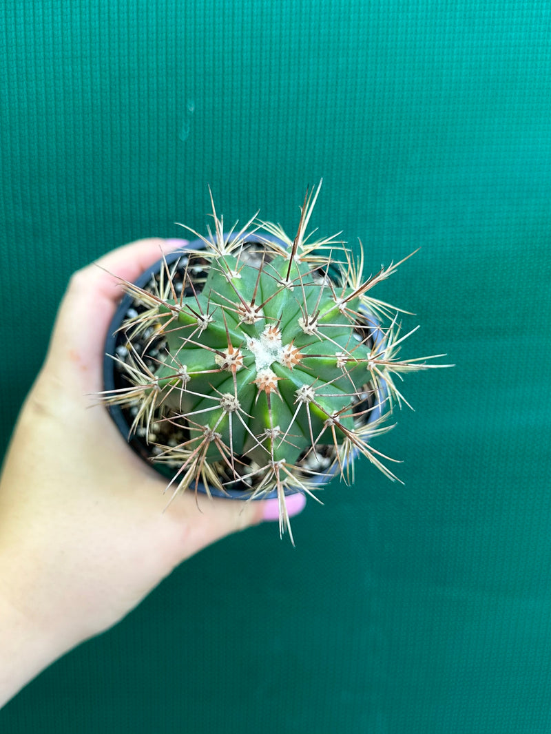 Melocactus Azureus