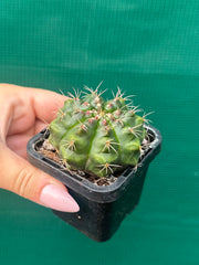 Glymnocalycium