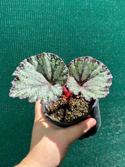 Begonia ‘Australian Fair’ NEW