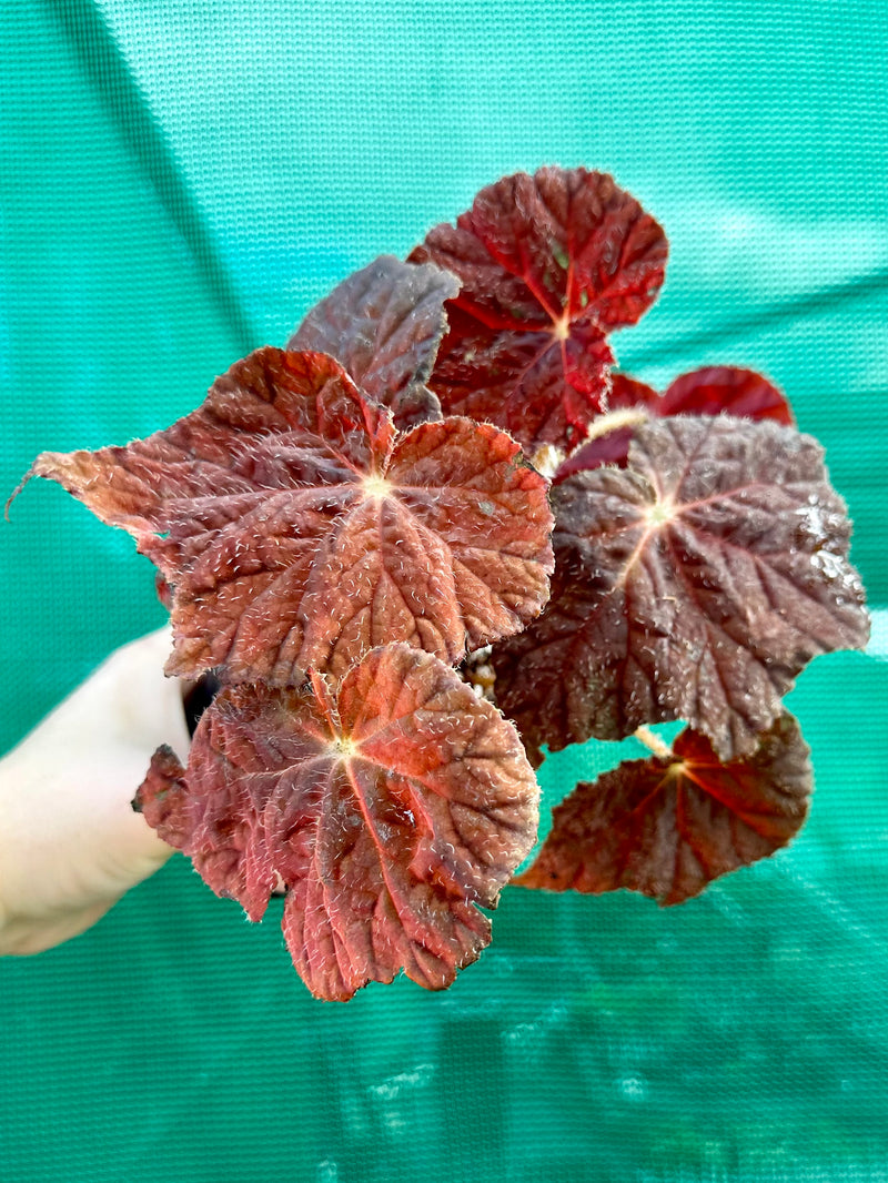 Begonia ‘My Aliby’