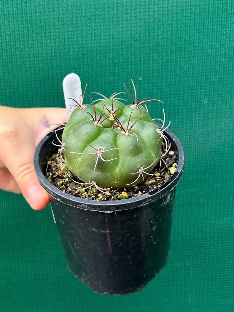 Gymnocalycium chiquitanum