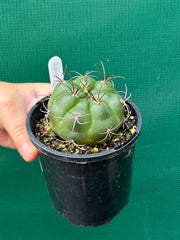 Gymnocalycium chiquitanum